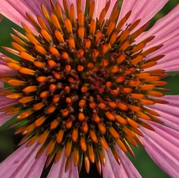 Meet your Posher, Tessa. - Picture 1 of 1